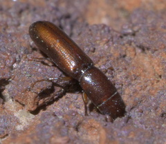 Corticotomus cylindricus