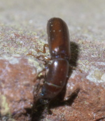 Corticotomus cylindricus
