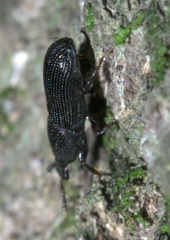 Cossonus