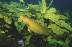 Olisthops cyanomelas