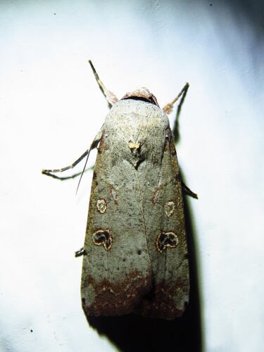 Green Cutworm Moth photo 6