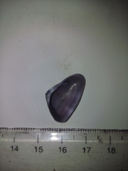 Donax punctatostriatus