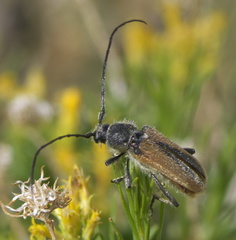 Crossidius hirtipes wickhami