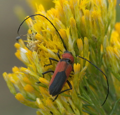 Crossidius coralinus