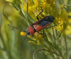 Crossidius coralinus