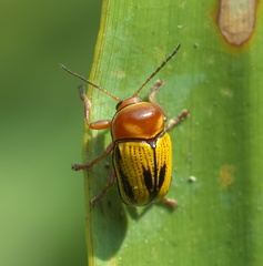Cryptocephalus gibbicollis