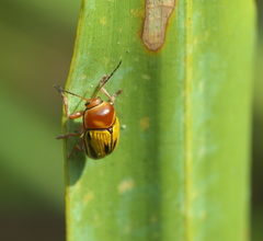Cryptocephalus gibbicollis
