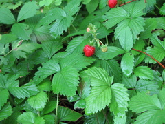 Fragaria vesca vesca
