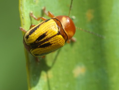 Cryptocephalus gibbicollis