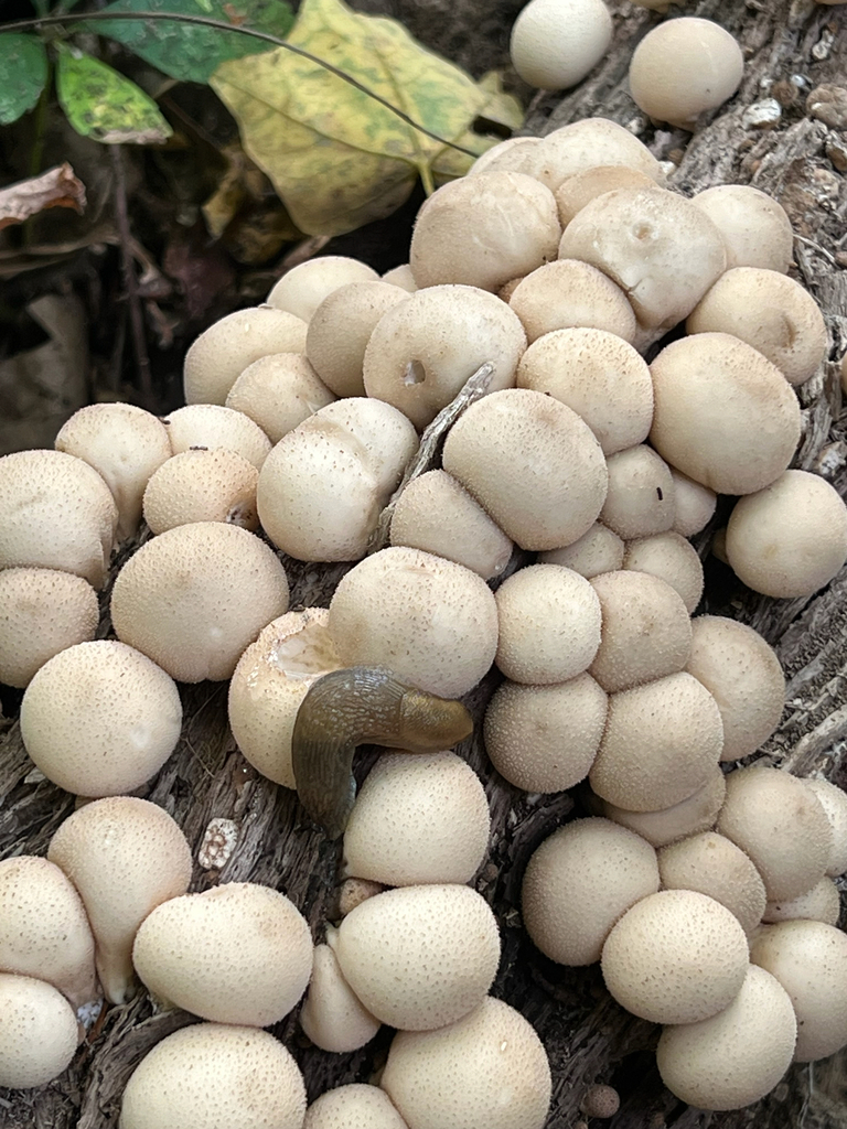 Pear-shaped Puffball