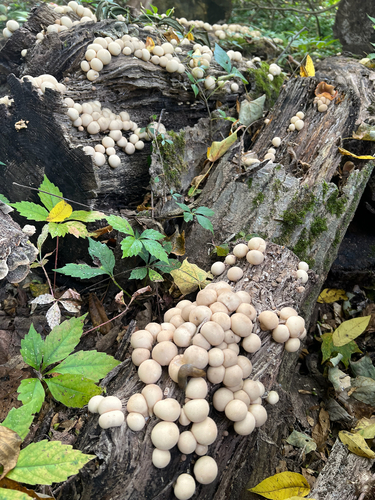 Pear-shaped Puffball