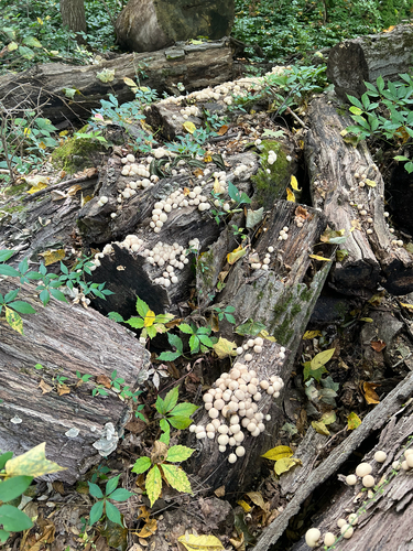 Pear-shaped Puffball