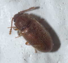 Cryptophagidae