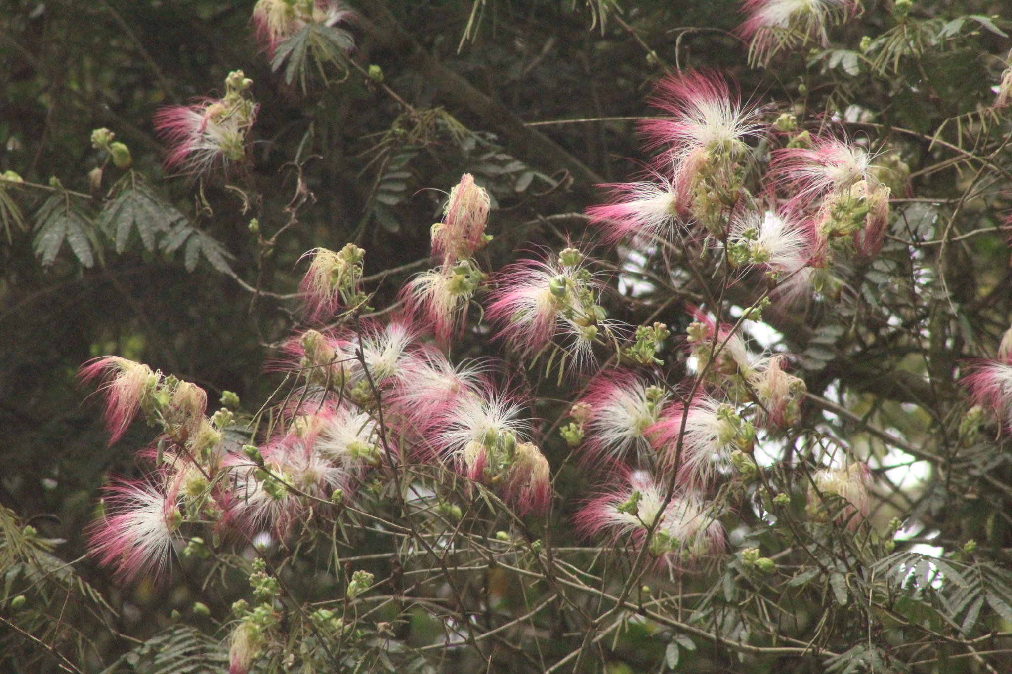 Calliandra foliolosa