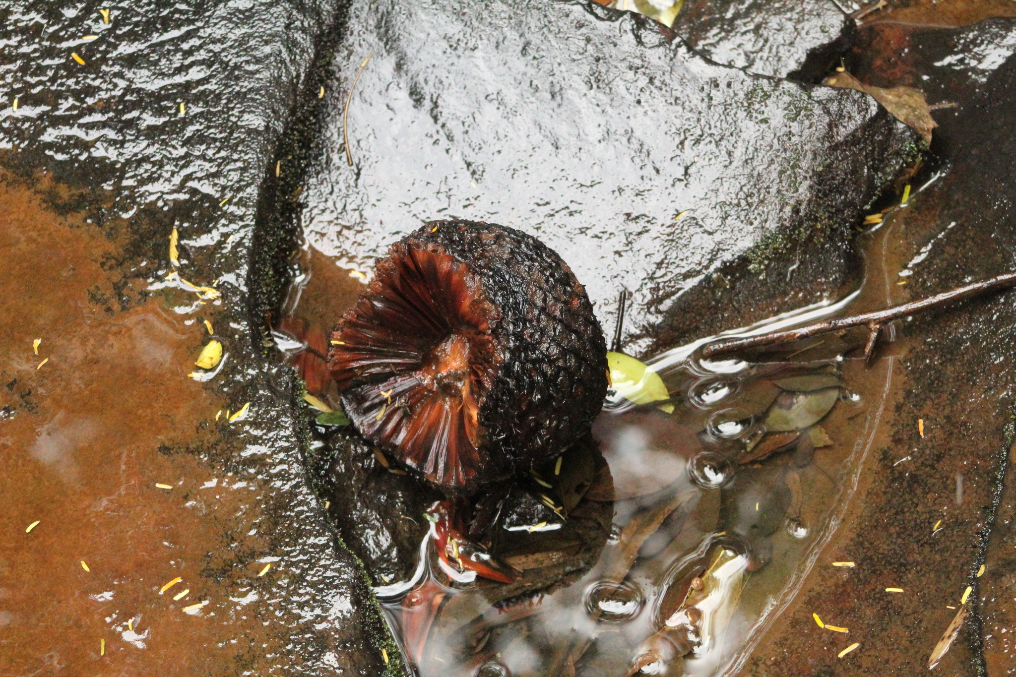 Araucaria angustifolia