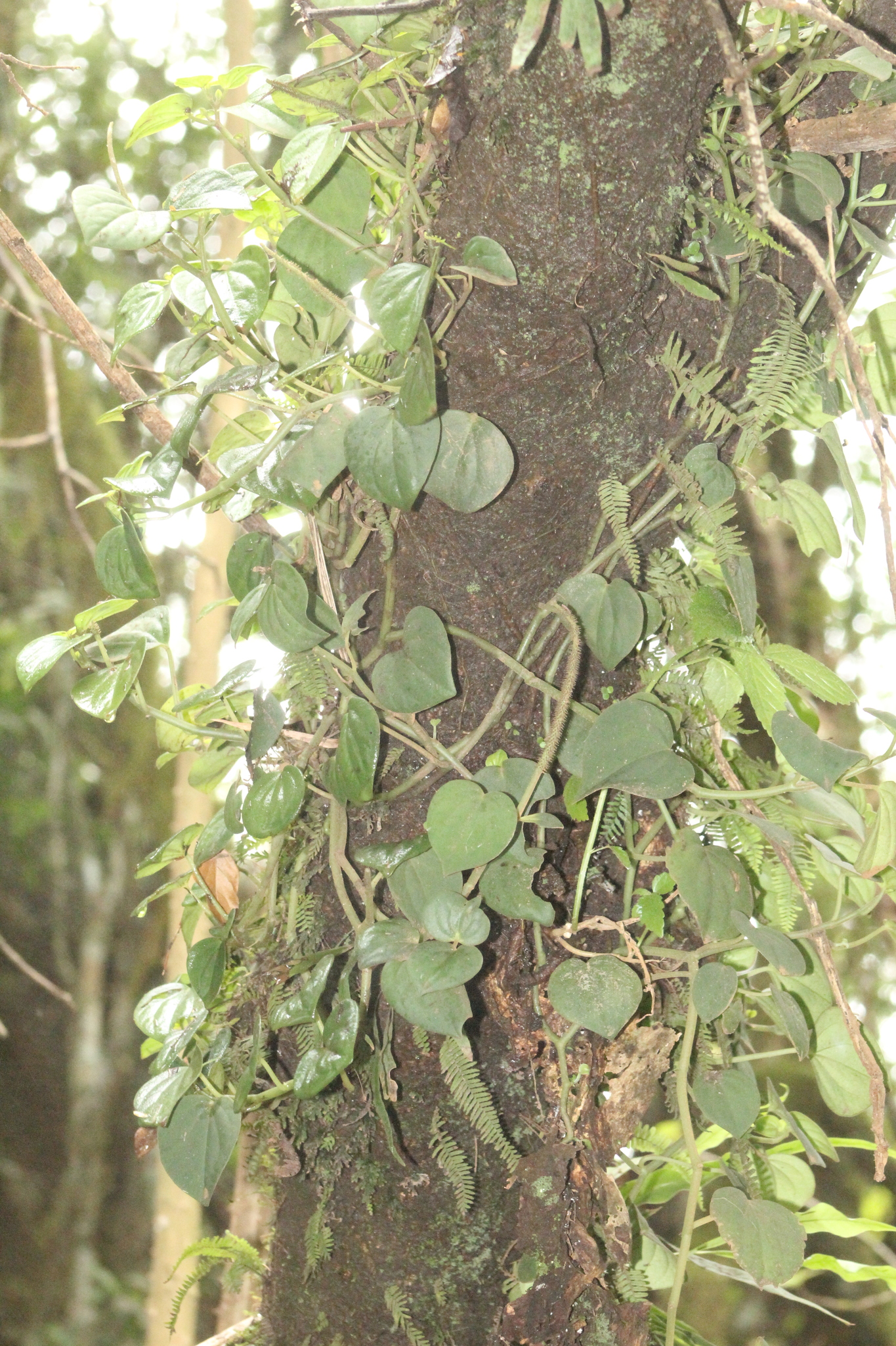 Peperomia urocarpa