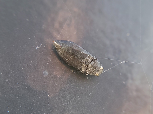 Black Fire Beetle photo 4