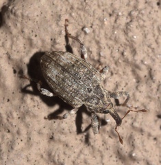 Conotrachelus seniculus