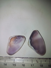 Donacidae