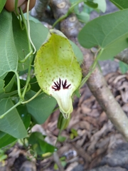 Aristolochia tentaculata