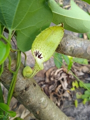 Aristolochia tentaculata