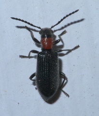 Cymatoderella collaris