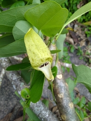 Aristolochia tentaculata