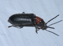 Cymatoderella collaris