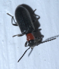 Cymatoderella collaris