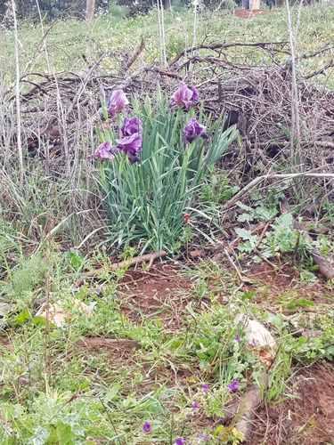 Iris haynei, photograph 3