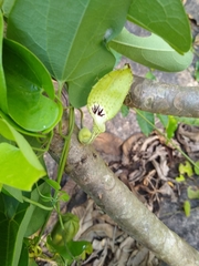 Aristolochia tentaculata