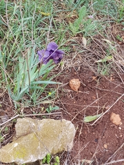 Iris haynei, photograph author not stated, no rights reserved