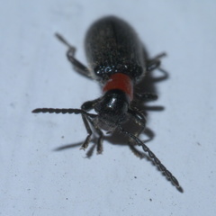 Cymatoderella collaris