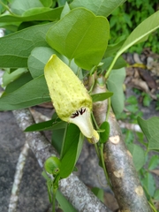 Aristolochia tentaculata