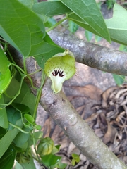 Aristolochia tentaculata