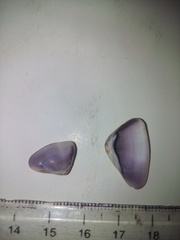 Donax punctatostriatus