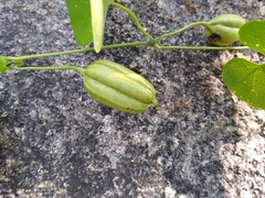 Aristolochia tentaculata