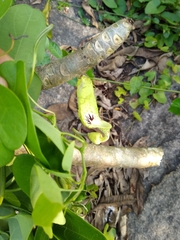Aristolochia tentaculata