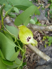 Aristolochia tentaculata