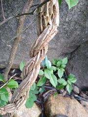 Aristolochia tentaculata