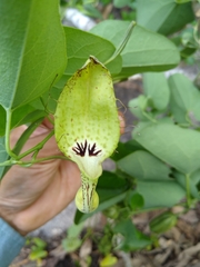 Aristolochia tentaculata