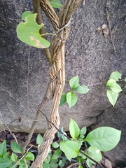 Aristolochia tentaculata