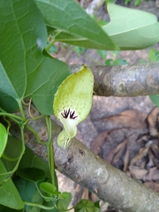 Aristolochia tentaculata