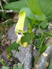 Aristolochia tentaculata
