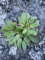 (c) Lisa Bennett, some rights reserved (CC BY) Plantago spathulata, photograph (c) Lisa Bennett, some rights reserved (CC BY)
