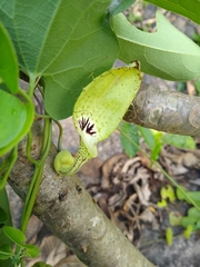 Aristolochia tentaculata