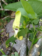 Aristolochia tentaculata