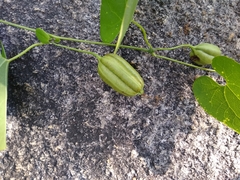 Aristolochia tentaculata