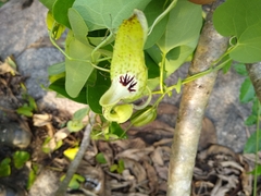 Aristolochia tentaculata