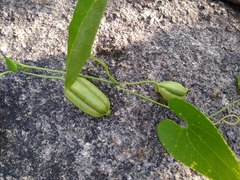 Aristolochia tentaculata